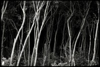Highlight for Album: Black Creek Park